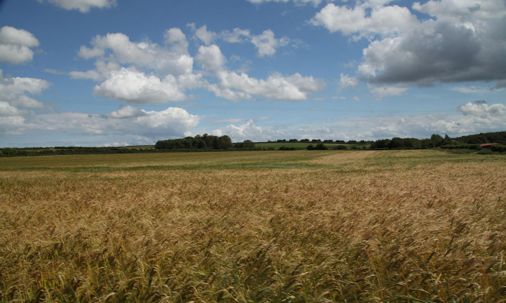 Snettisham Park