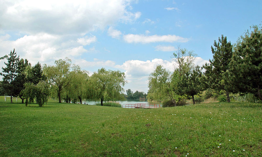 Tavirózsa
